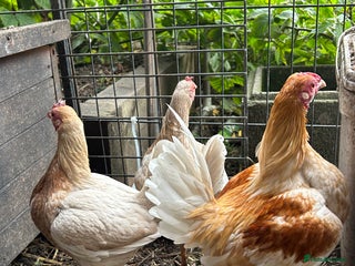 Chickens poultry - Advert 40