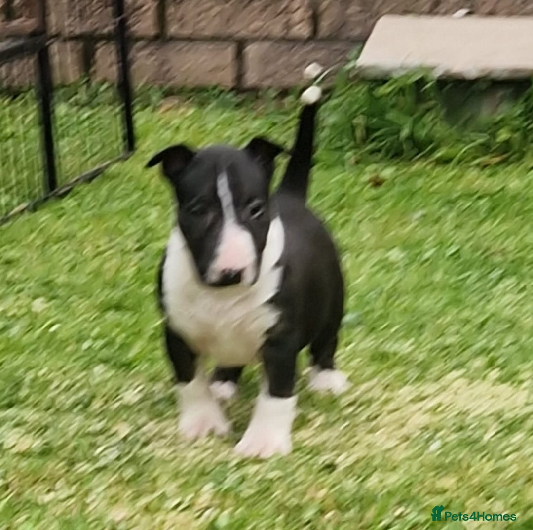 English Bull Terrier dogs for sale: English Bull Terrier Puppies - Image 3