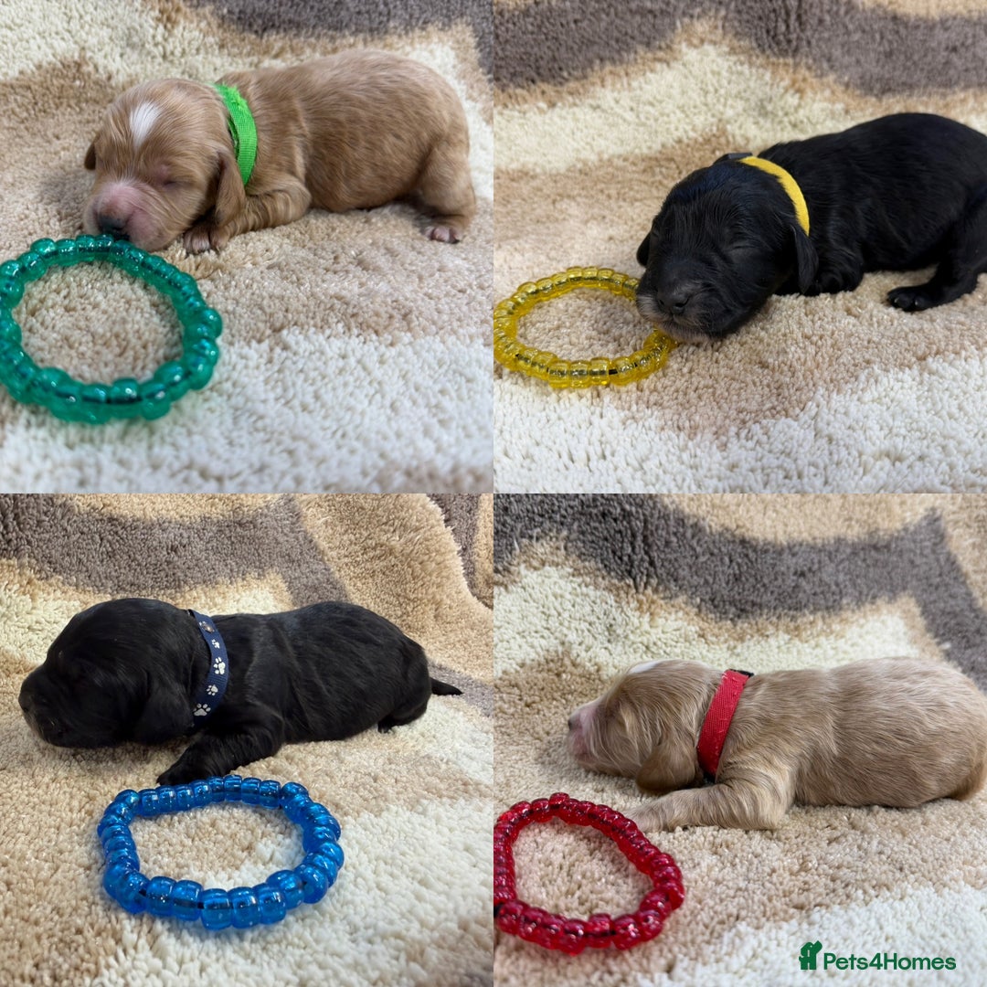 Cockapoo dogs for sale: F1 mini cockapoos health tested parents  - Advert 17