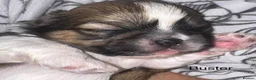 Shih Tzu dogs for sale: Shih Tzu pups - Advert 9