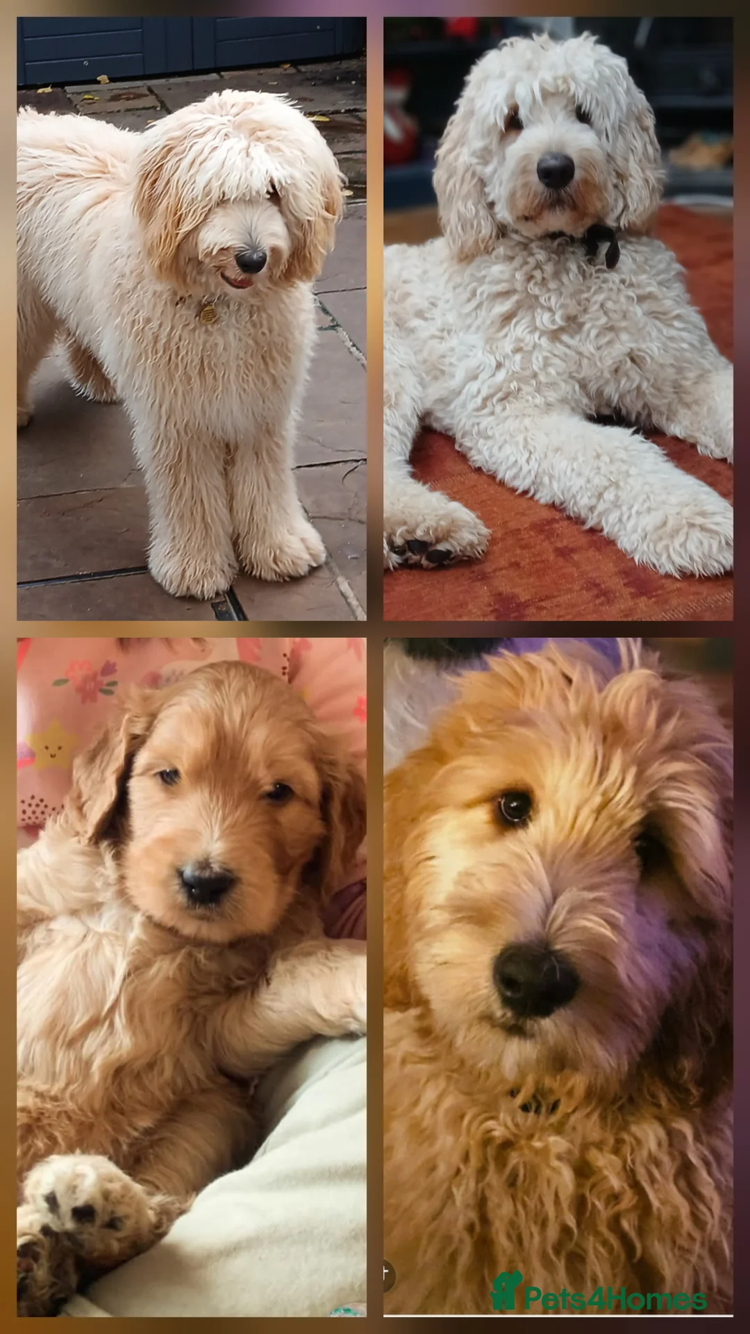 Double Doodle dogs for stud: Doodle for stud (Standard double) - Advert 2