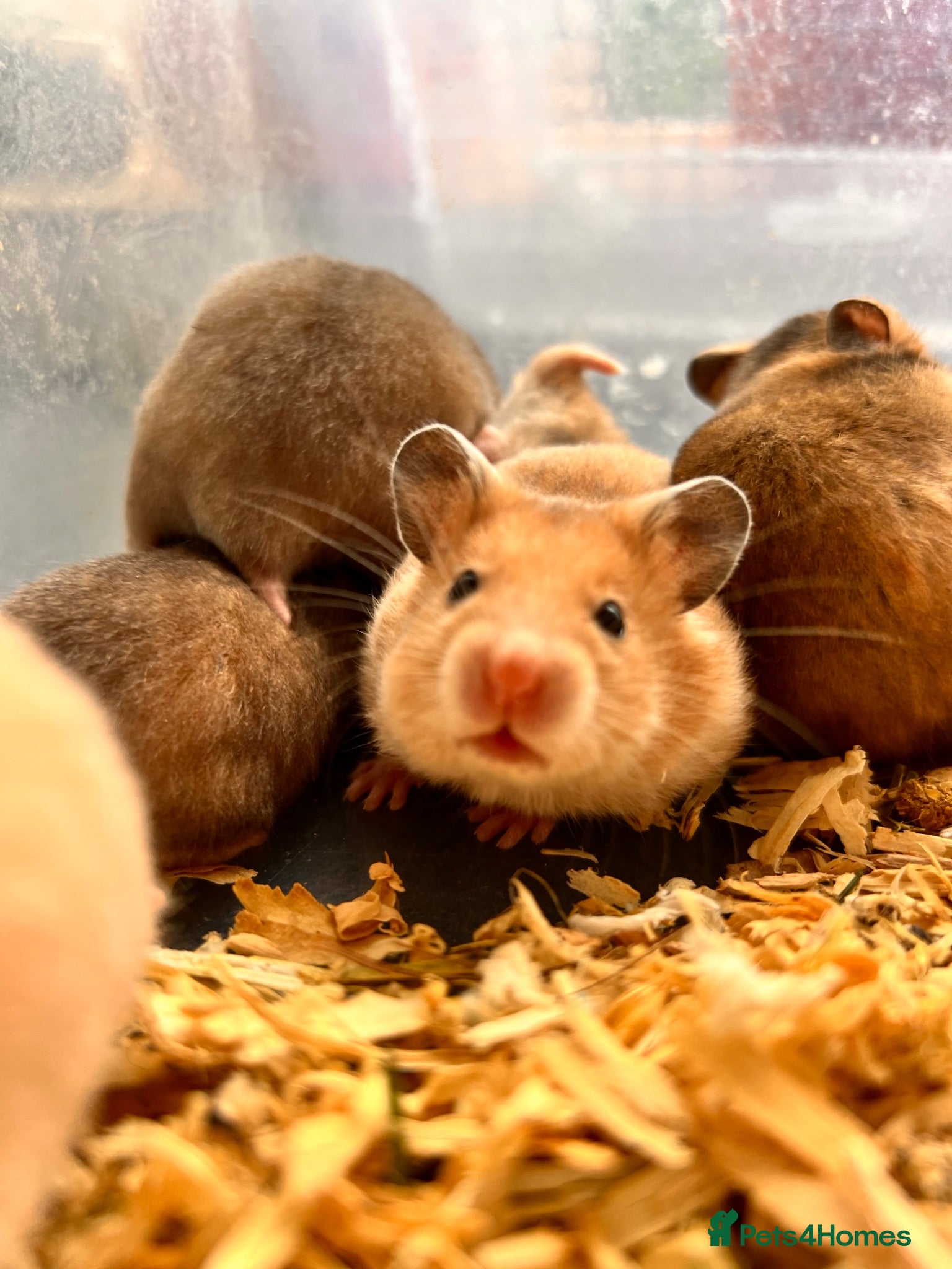 Hamster rodents Syrian hamster babies - Advert 2