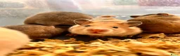Hamster rodents for sale: Syrian hamster babies in Andover - Advert 2