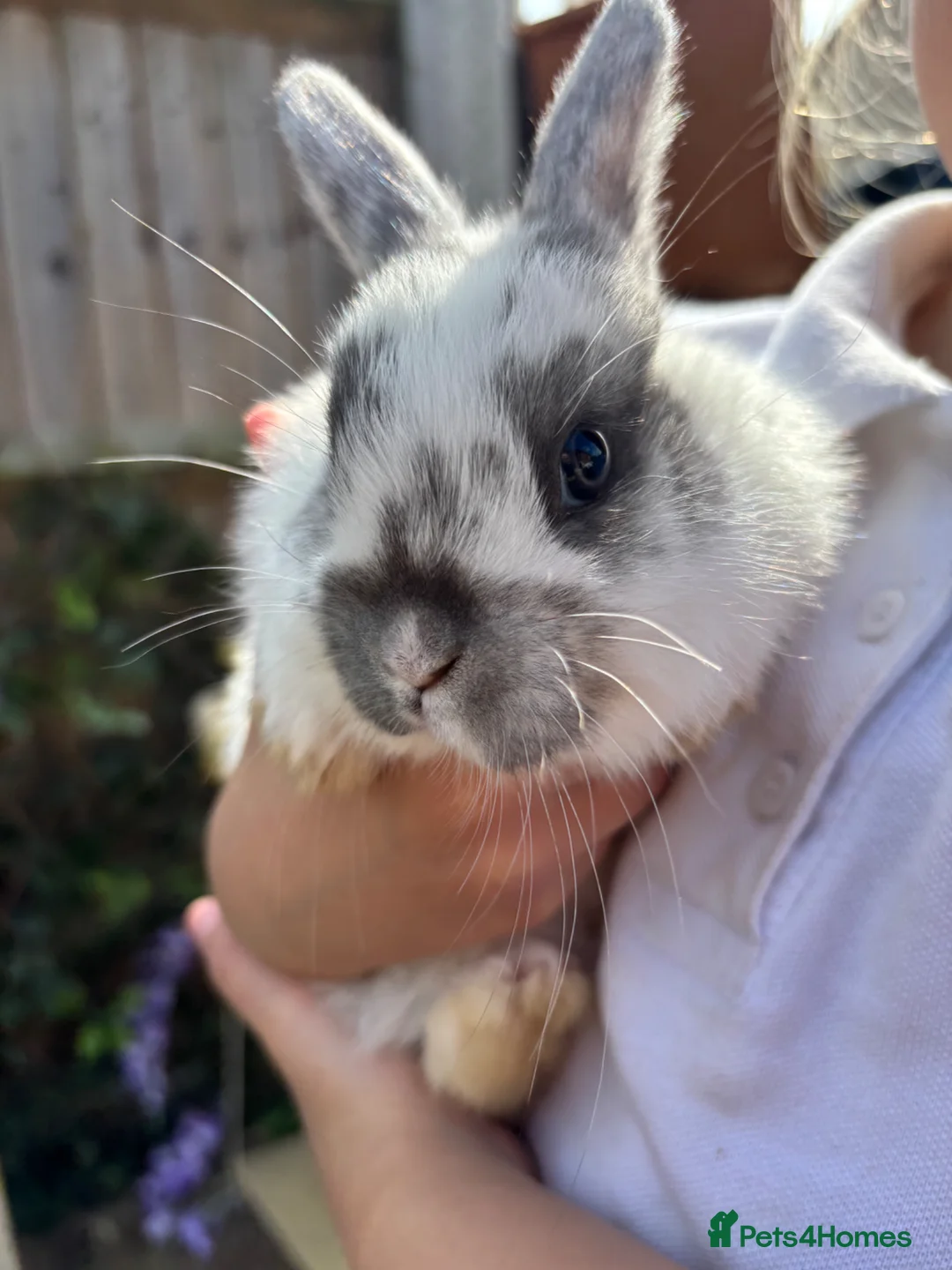 Mixed Breed rabbits for sale: Mixed breed rabbits  in Norwich - Advert 9