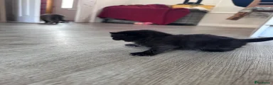 Mixed Breed Kitten 1