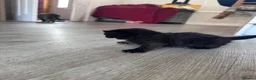 Mixed Breed cats for sale: Half British short hair kittens  - Advert 5