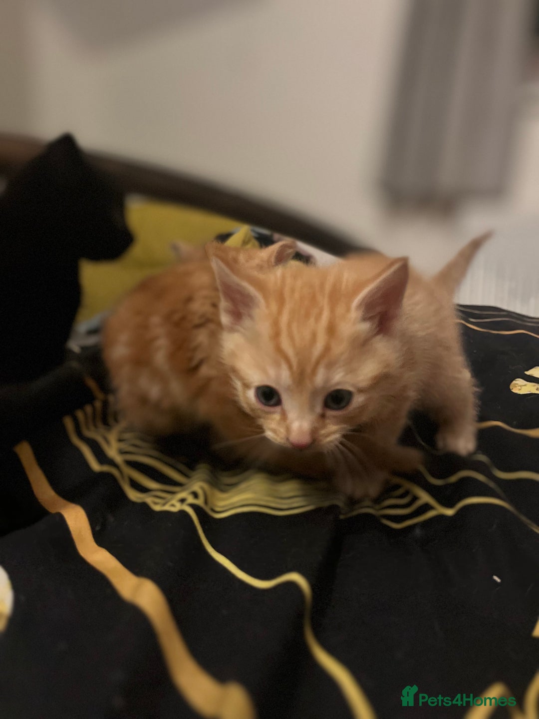 Mixed Breed cats for sale: Ginger and black kittens  - Advert 3