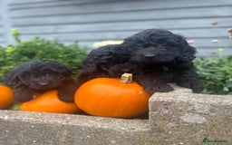 Cockapoo dogs for sale: F1 cockapoos girls  - Image 11