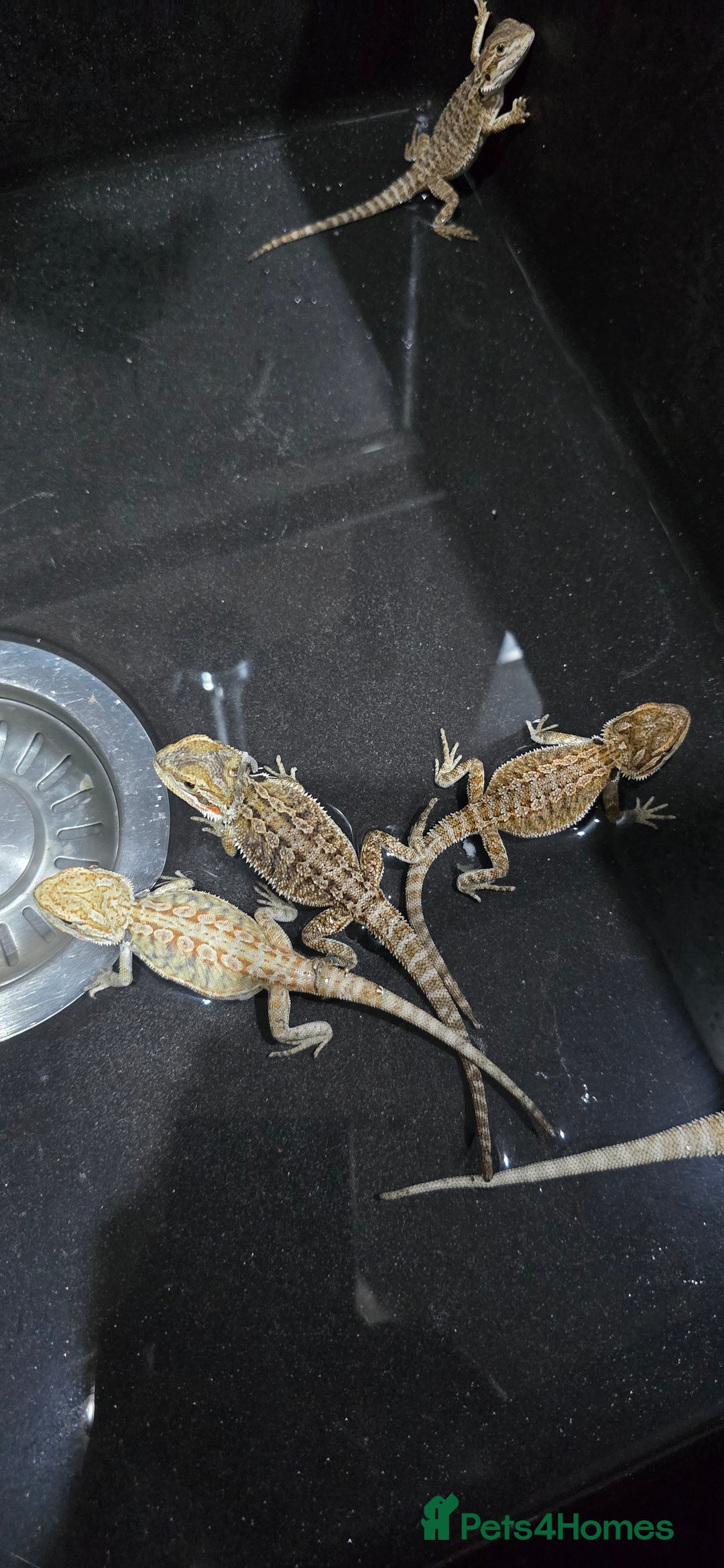 Bearded Dragon reptiles for sale: Baby bearded dragons - Image 17