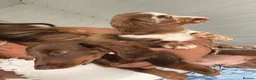 Miniature Dachshund dogs for sale: Long haired miniature Dachshund puppies - Advert 3