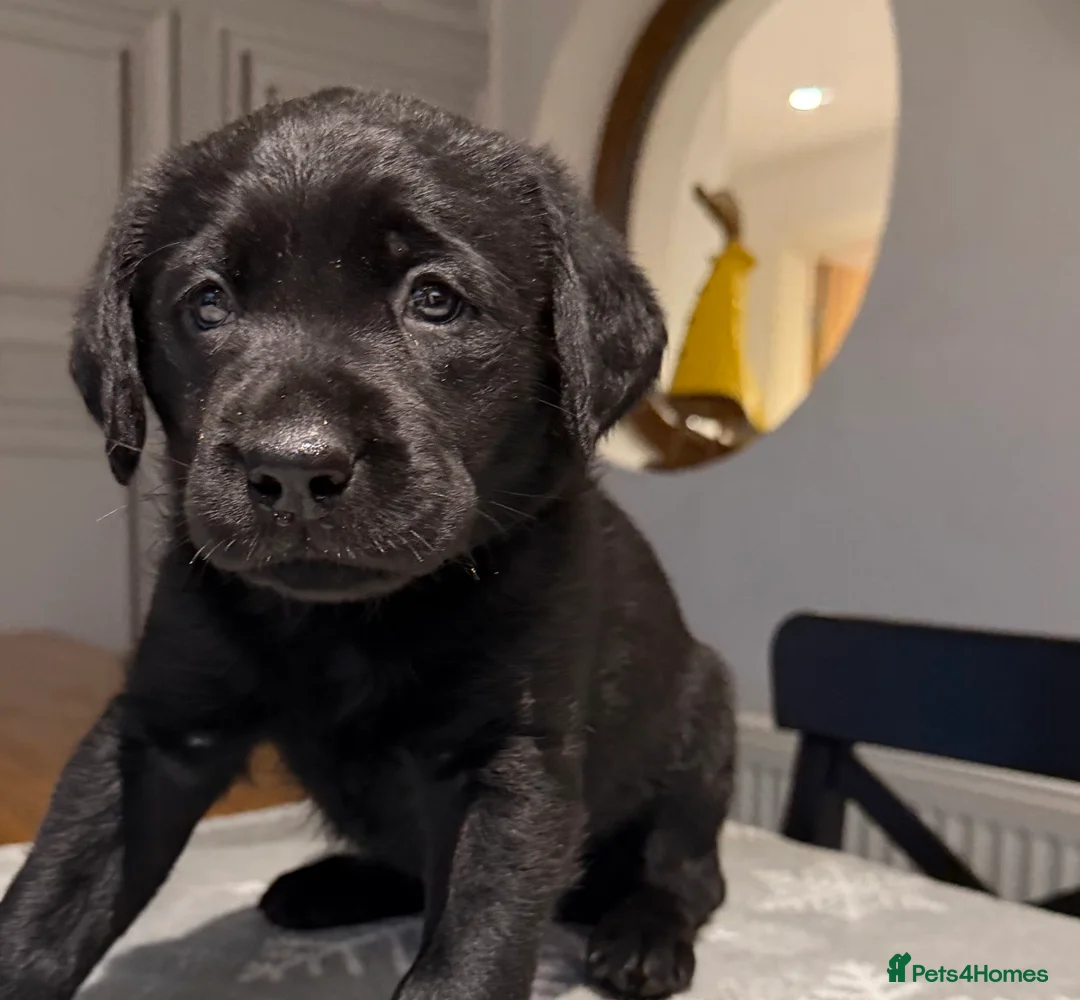 Labrador Retriever dogs for sale: Stunning Chocolate and Black Labrador pups - Advert 2