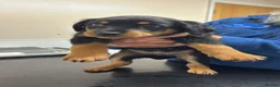 Mixed Breed dogs for sale: Rottweiler x collie pups - Advert 2