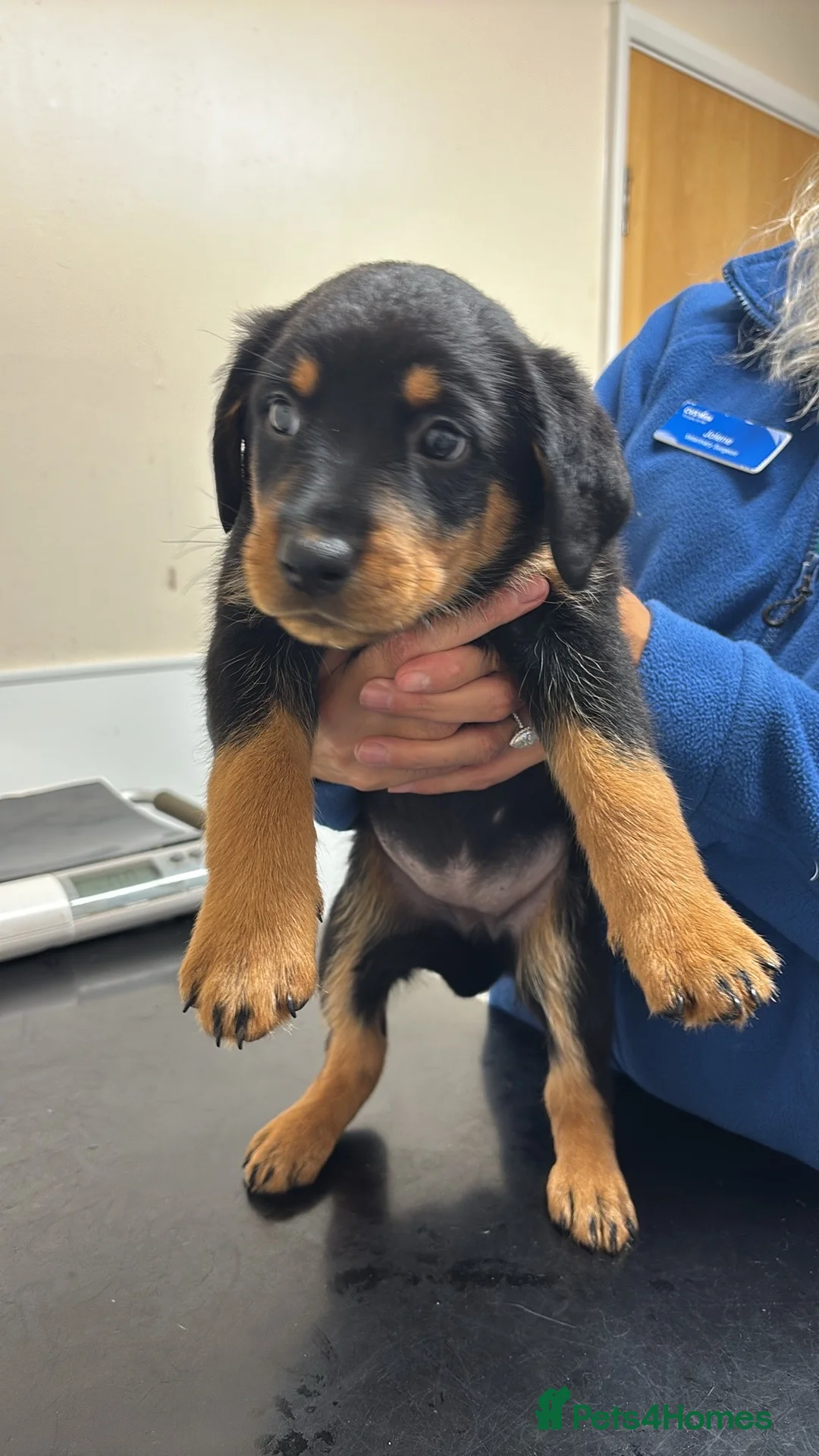 Mixed Breed dogs for sale: Rottweiler x collie pups - Advert 2