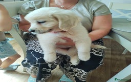 Golden Retriever dogs for sale: Golden retriever  - Image 6