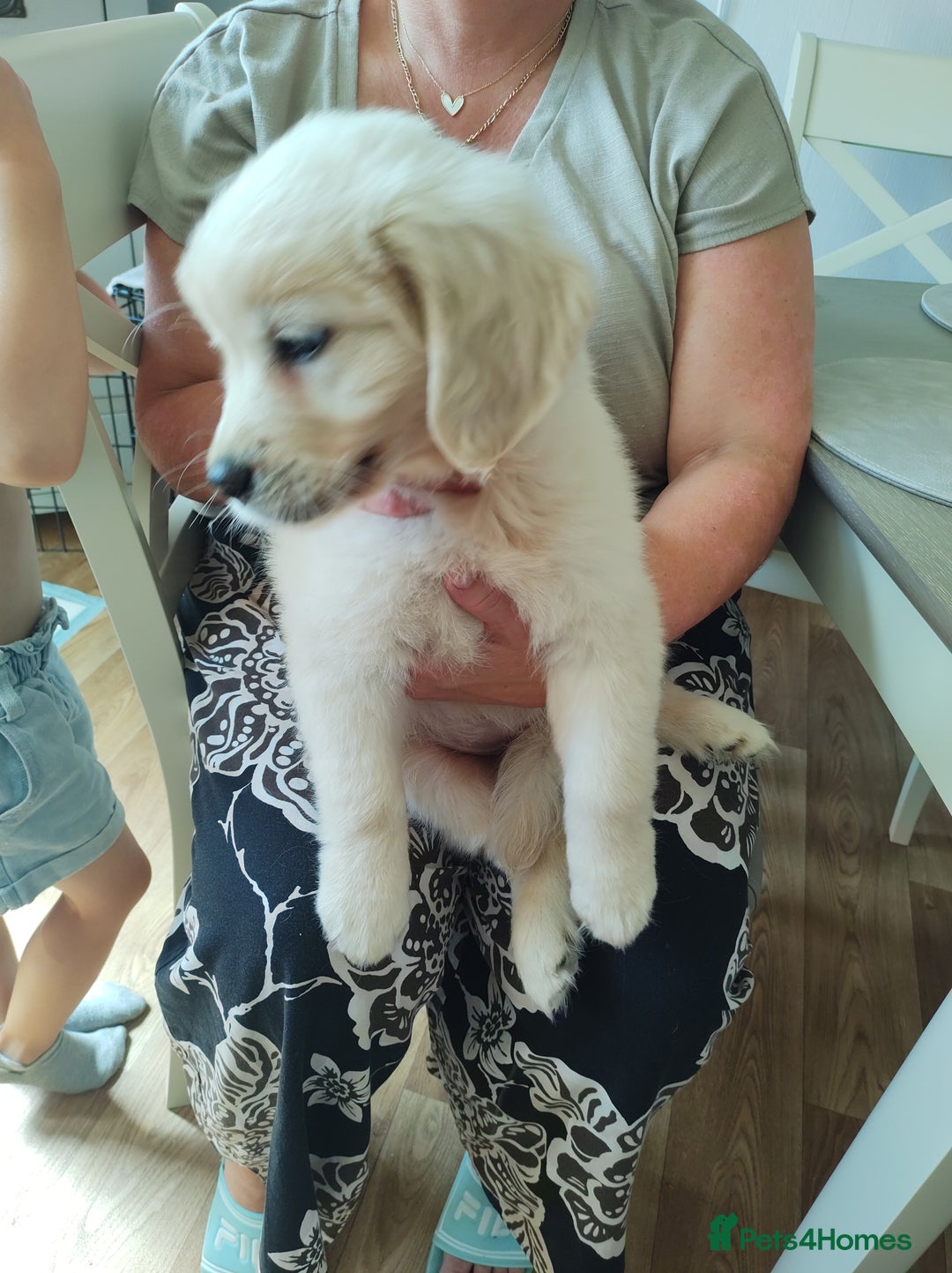 Golden Retriever dogs for sale: Golden retriever  - Image 6
