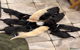 Labrador Retriever dogs for sale: KC Registered Health Tested Working Labs - Image 10