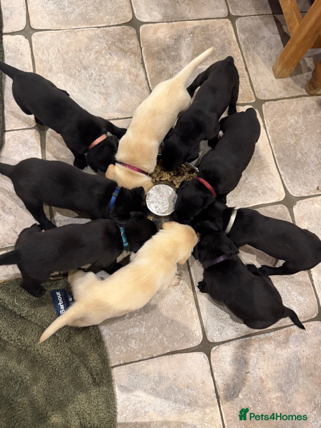 Labrador Retriever dogs for sale: KC Registered Health Tested Working Labs - Image 10
