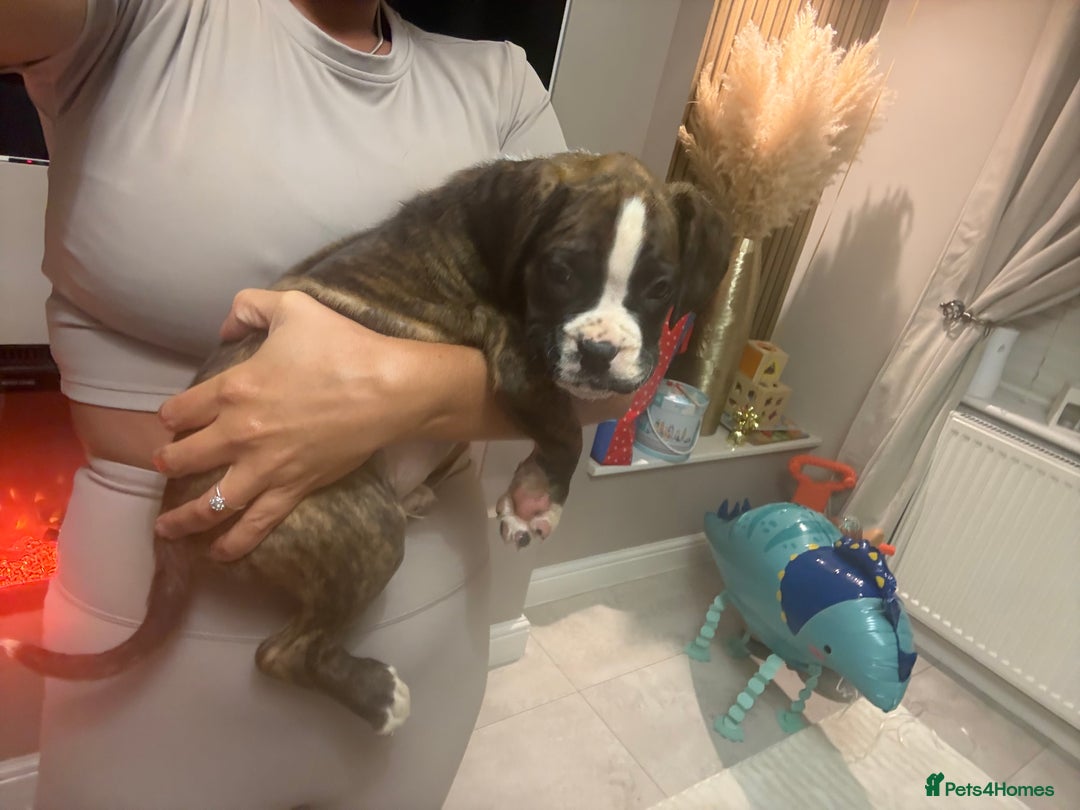 Boxer dogs for sale: Reduced Ready Now Kc Boxer Puppies - Image 30