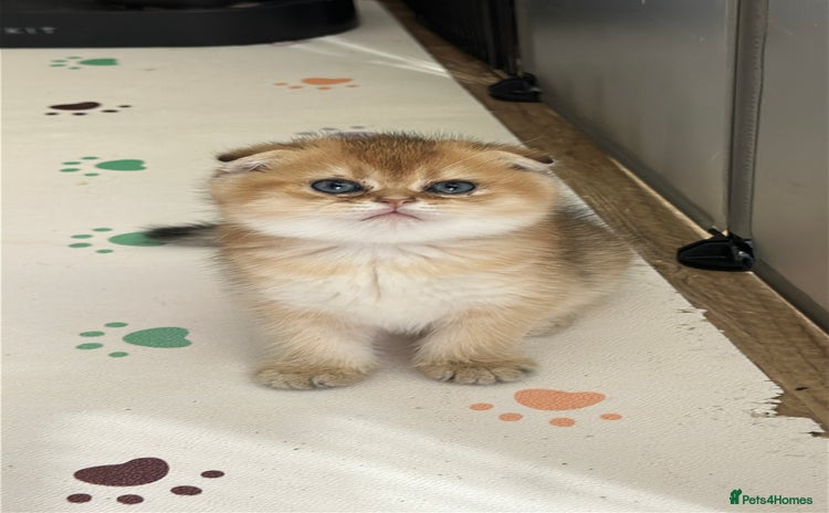 Scottish Fold cats - Advert 1