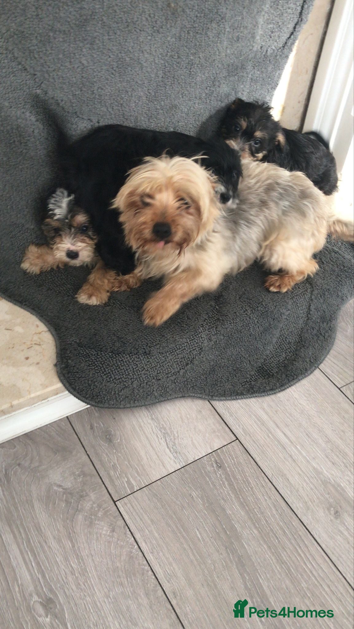 Yorkshire Terrier dogs Yorkshire terrier  - Advert 6