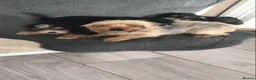 Yorkshire Terrier dogs for sale: Yorkshire terrier  in London - Advert 1