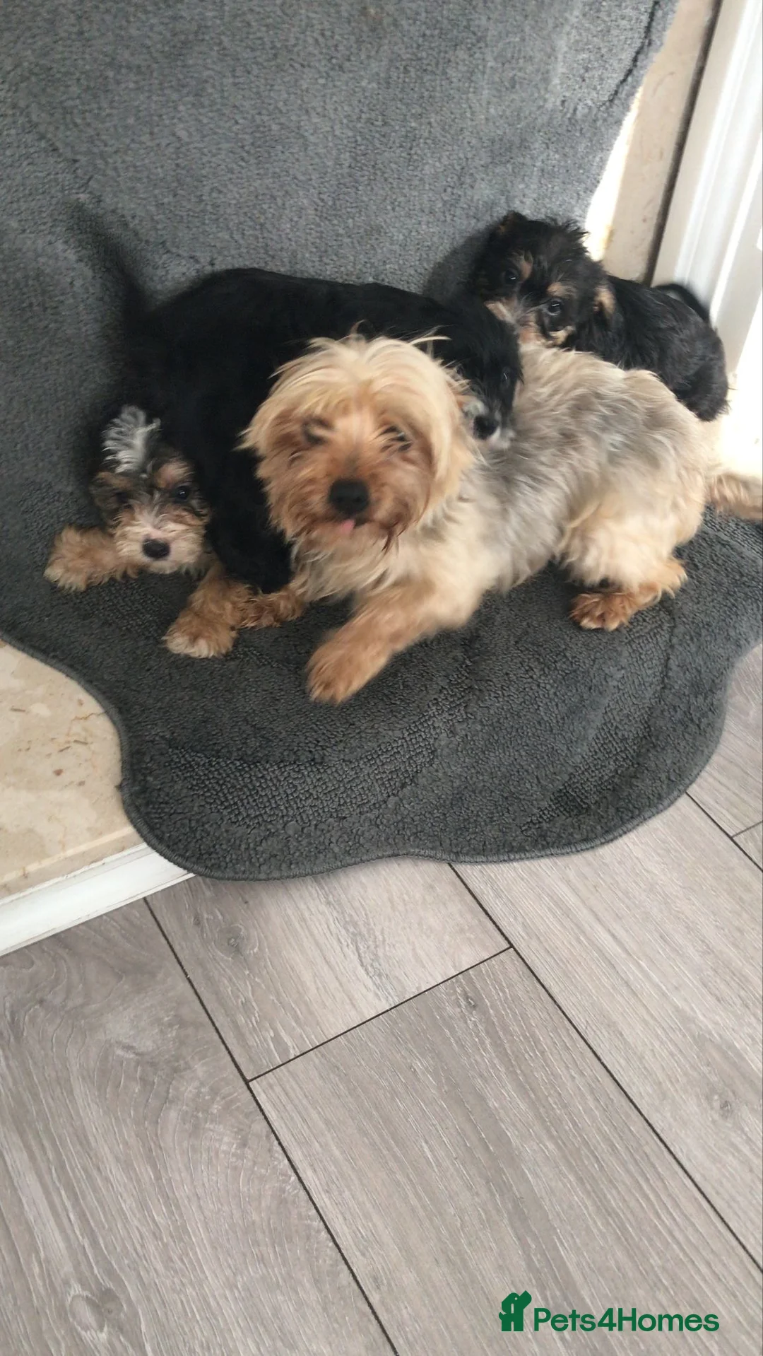 Yorkshire Terrier dogs for sale: Yorkshire terrier  in London - Advert 1