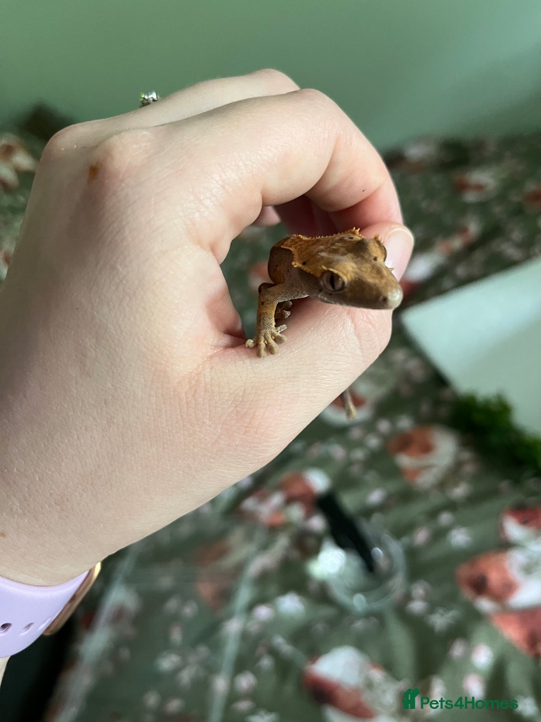 Gecko reptiles for sale: Lilly white and Dalmatian harlequin crested geckos - Image 22