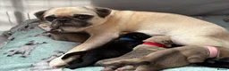 Pug dogs for sale: Beautiful Purebred Pug Pups (Parents can be seen) - Advert 7