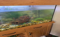 Koi Carp fish for sale: Fish tank and fish - Advert 7