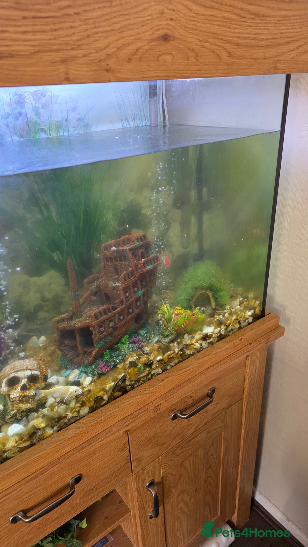 Koi Carp fish for sale: Fish tank and fish - Advert 7