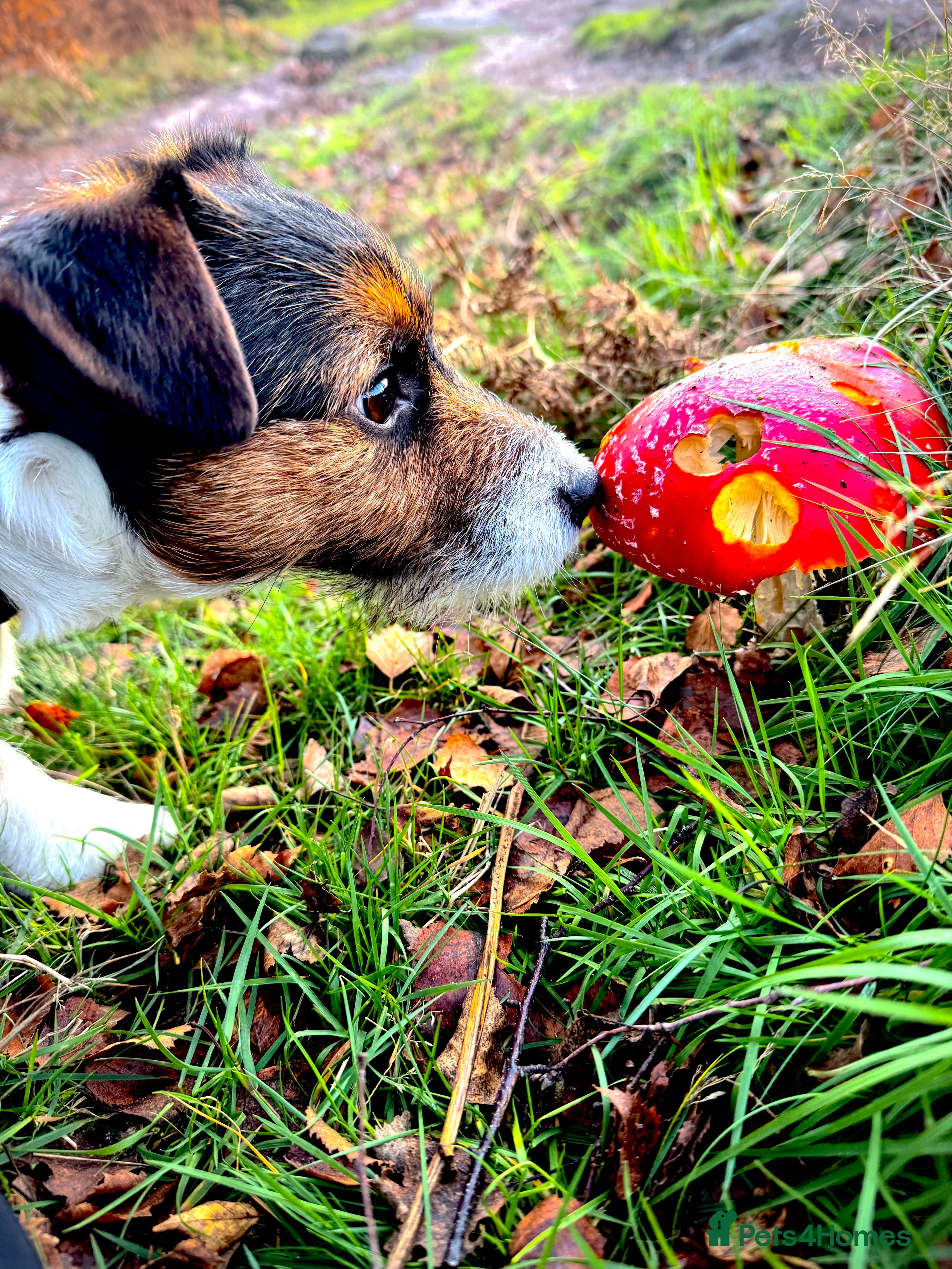 Jack Russell dogs Pedigree Caldbeck Jack Russell for Stud - Advert 1