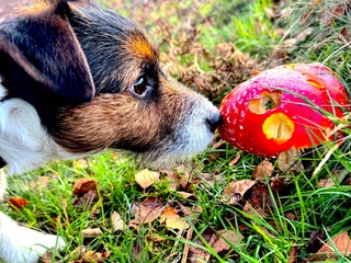 Jack Russell dogs Pedigree Caldbeck Jack Russell for Stud - Advert 1
