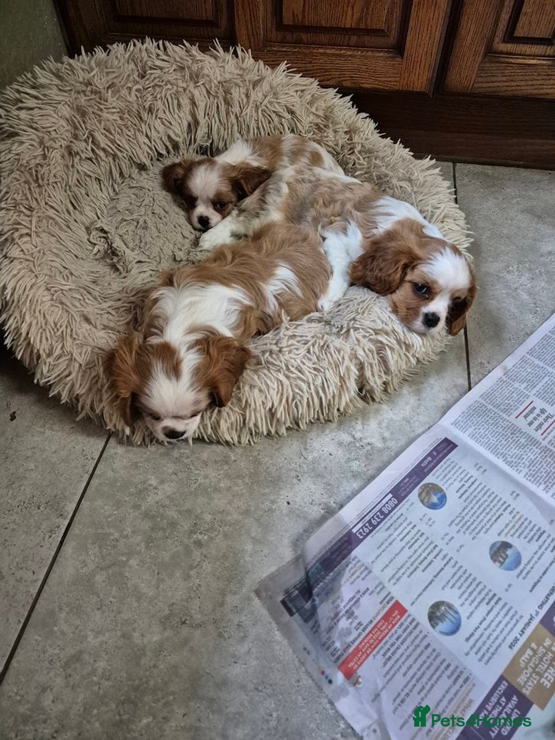 Cavalier King Charles Spaniel dogs for sale: Blenheim Cavalier King Charles spaniel puppies  - Advert 14