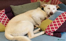 Mixed Breed dogs for adoption: Meet Oakley,  currently residing in Fife - Image 8