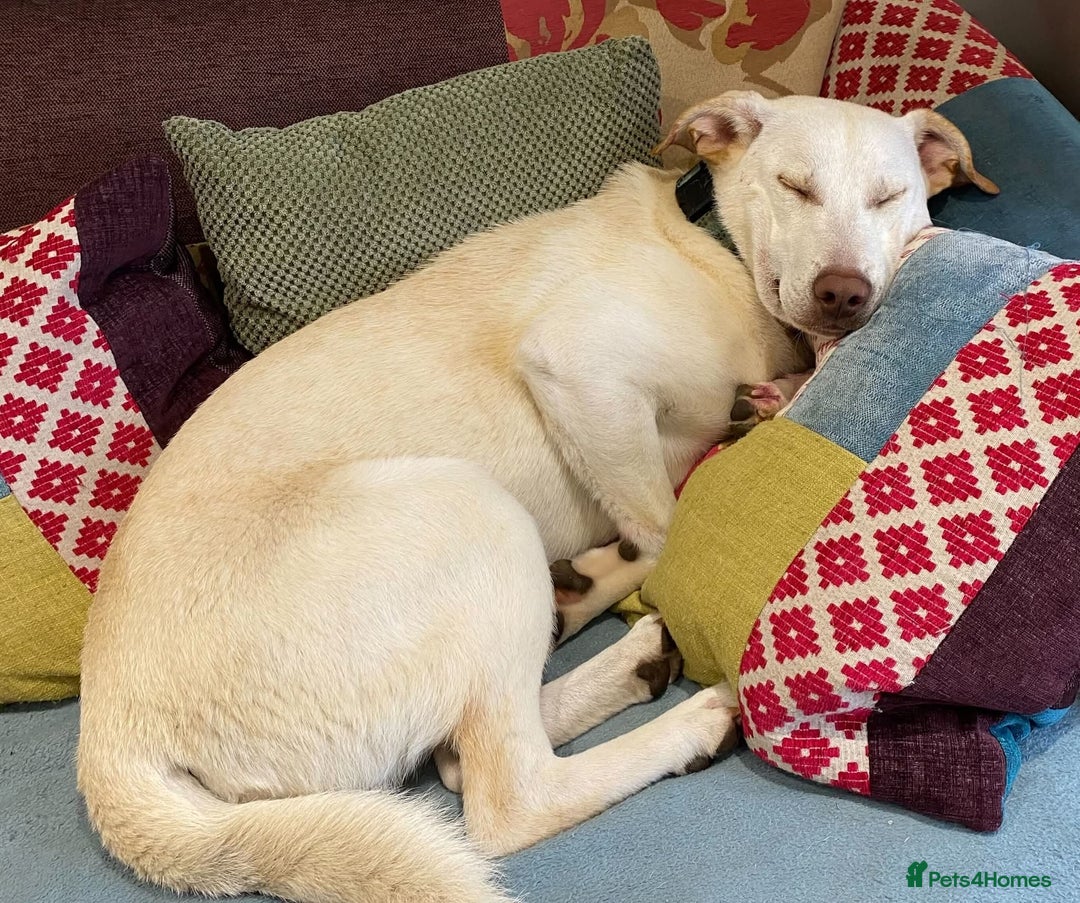 Mixed Breed dogs for adoption: Meet Oakley,  currently residing in Fife - Image 8