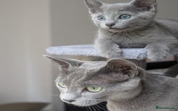 Russian Blue cats for sale: Russian Blue - last boy available  - Image 7