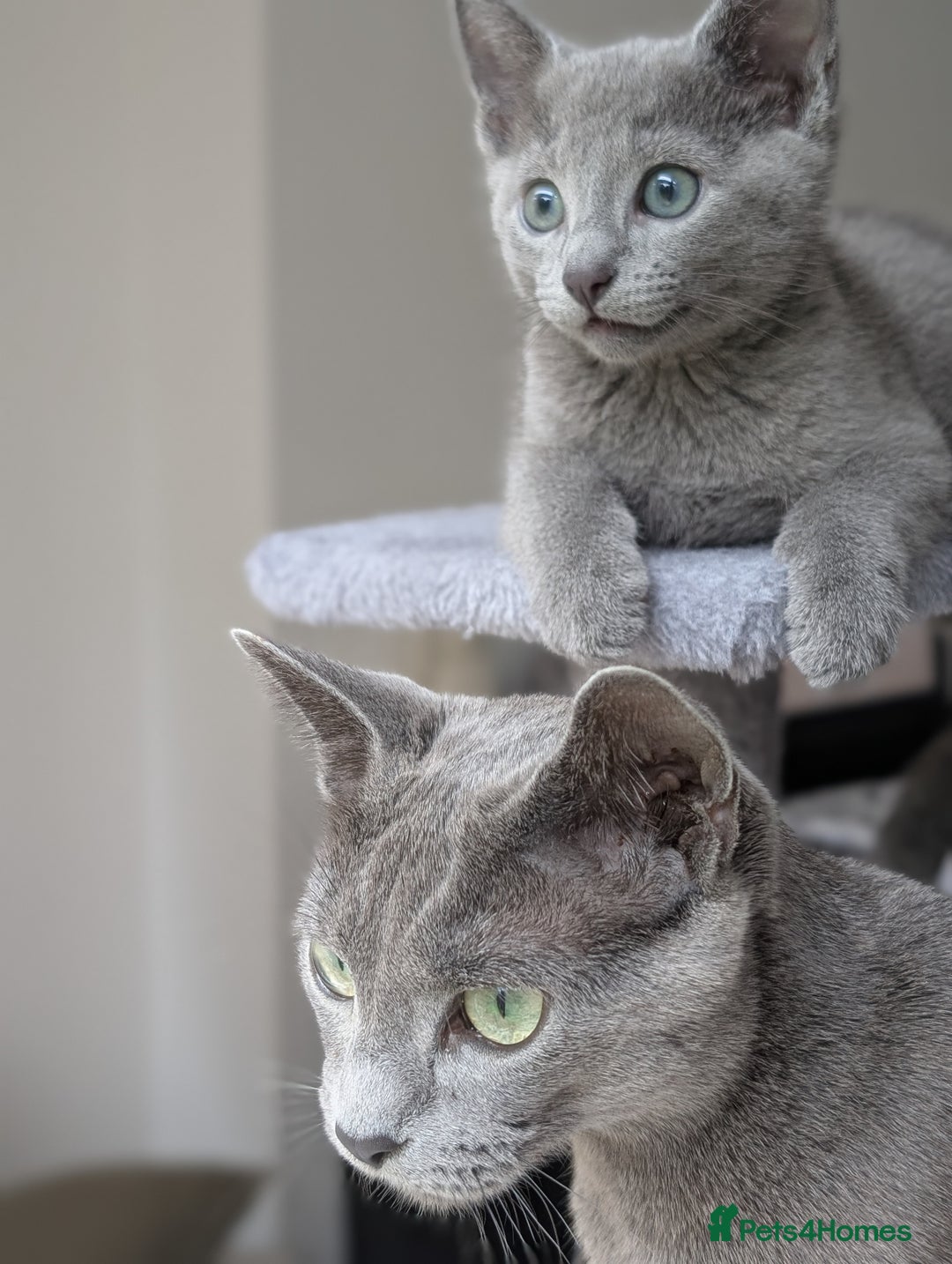 Russian Blue cats for sale: Russian Blue - last boy available  - Image 7