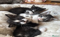 Mixed Breed cats for sale: 3 beautiful kittens looking for homes! - Advert 7