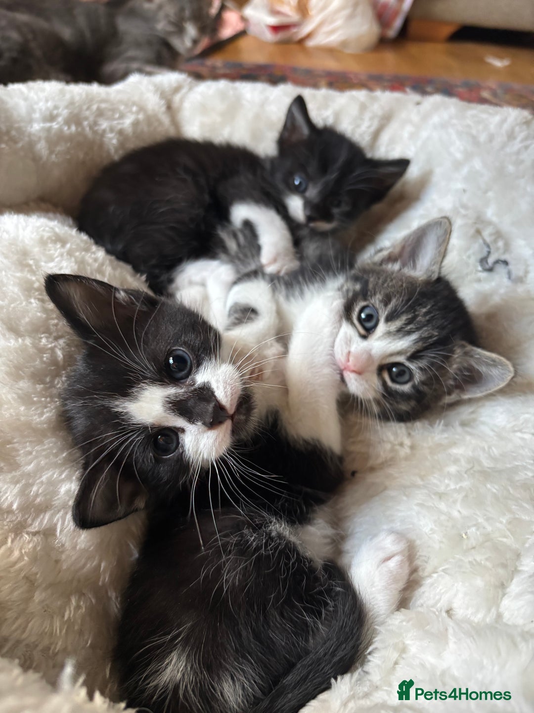 Mixed Breed cats for sale: 3 beautiful kittens looking for homes! - Advert 7