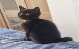 Mixed Breed cats for sale: Beautiful Mixed British Shorthair Kittens - Image 5