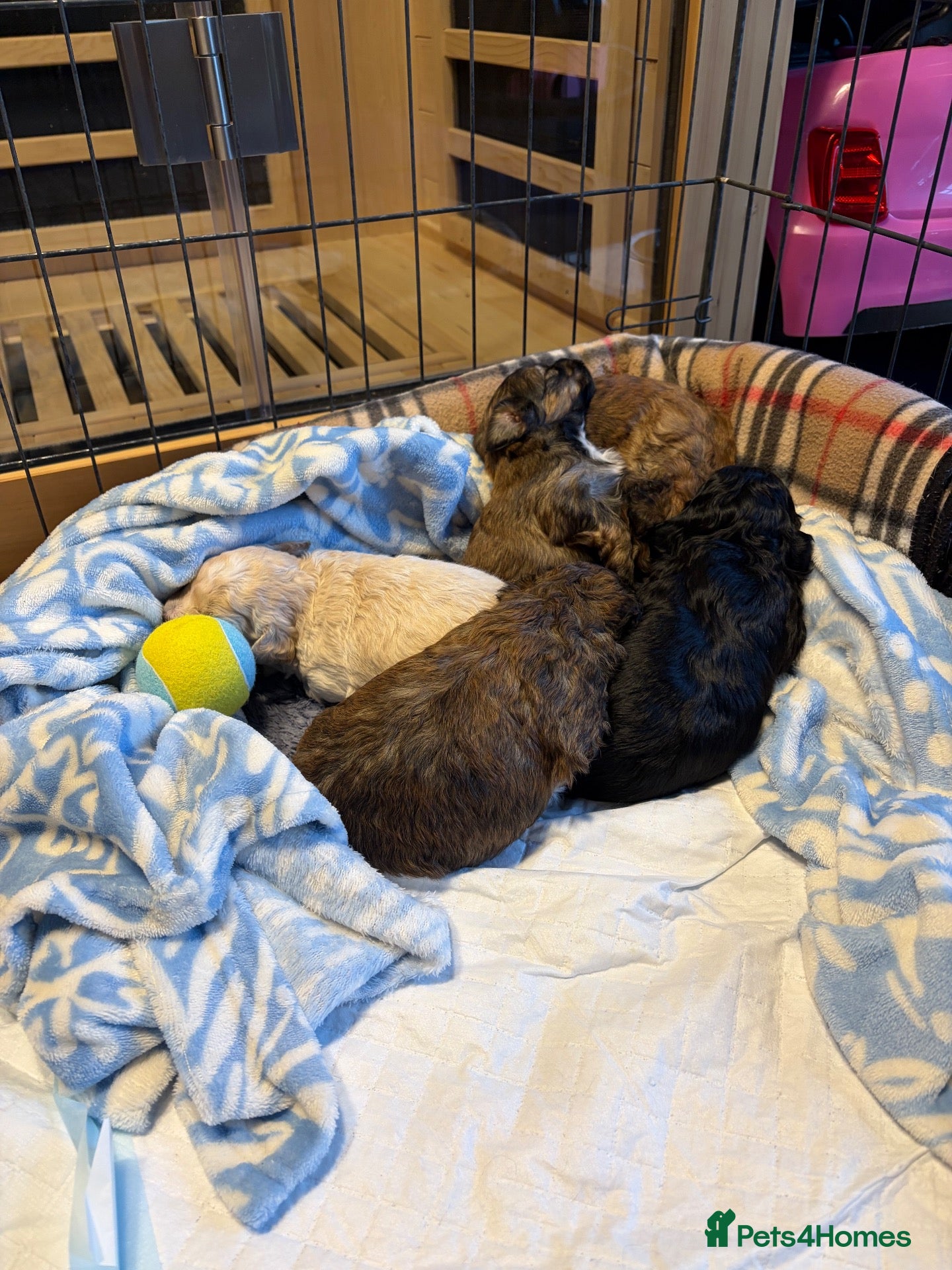 Shihpoo dogs for sale: Joanna Flynn  - Advert 2