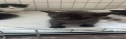 Mixed Breed cats for sale: 2 kittens remaining in Derby - Advert 3