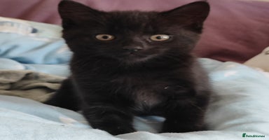 Mixed Breed cats - Advert 8