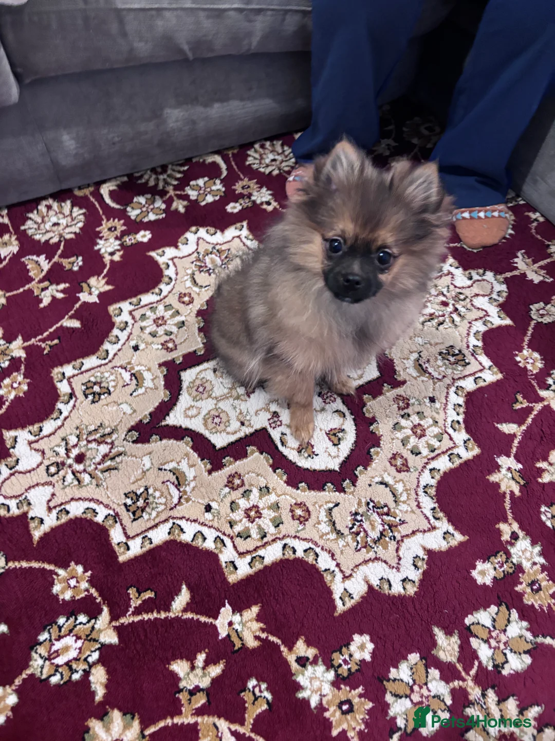 Pomeranian dogs for sale: 🐾 Stunning Male Pomeranian Puppy – £1,750 🐾 - Advert 17