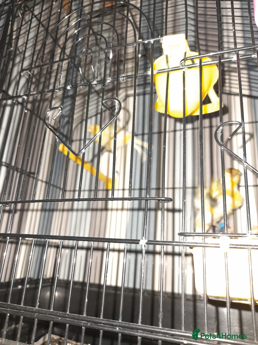 Canaries birds for sale: SE171DE  - Advert 7