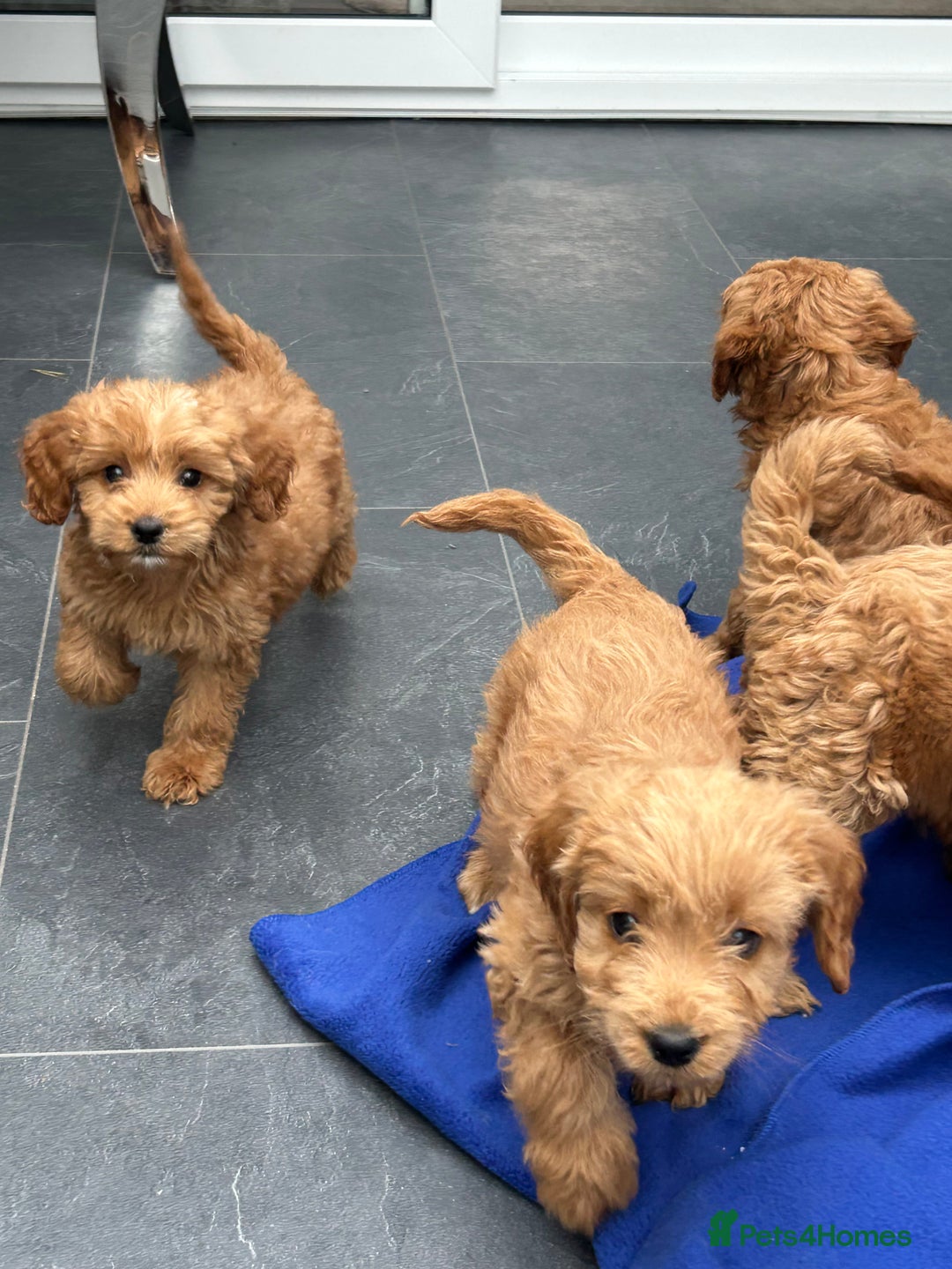 Cockapoo dogs for sale: Cockapoos  - Image 16