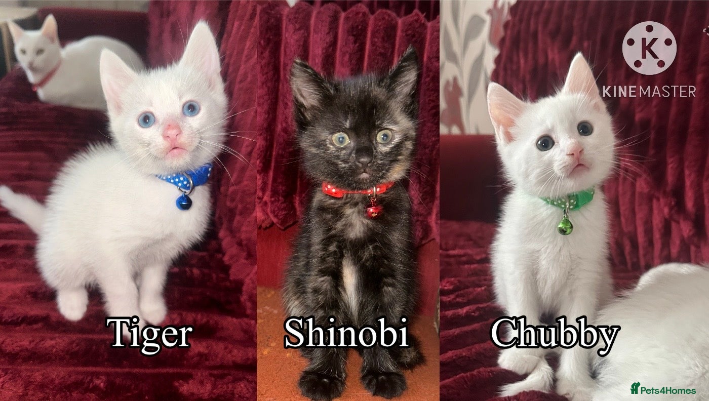 Mixed Breed cats Black / Brown And White Kittens - Advert 1