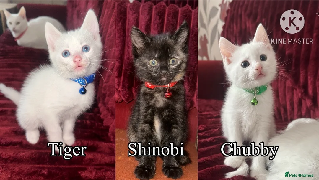 Mixed Breed cats for sale: Black / Brown And White Kittens - Advert 1