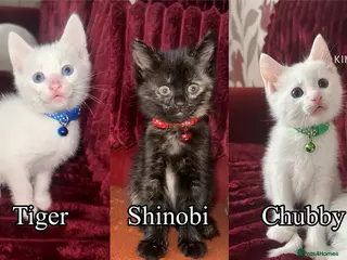 Mixed Breed cats Black / Brown And White Kittens - Advert 1