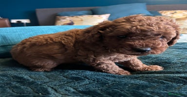 Cockapoo dogs - Advert 14